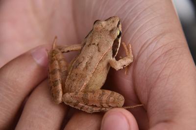 Grenouille agile 