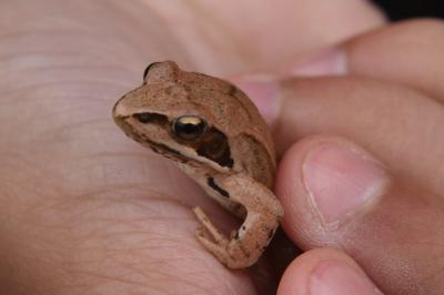 Grenouille agile 