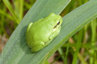 Rainette verte 