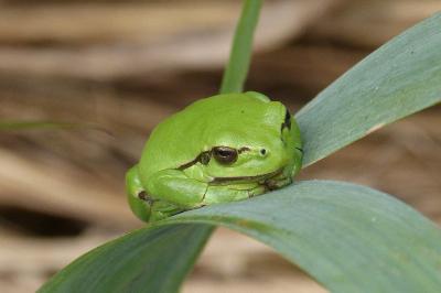 Rainette verte 