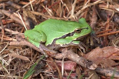 Rainette verte 