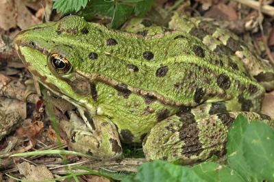 Amphibiens