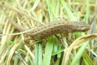 Triton ponctué 