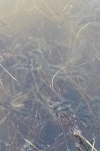 Crapaud