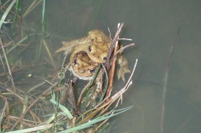 Crapaud