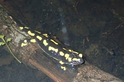 Salamandre tachetée 