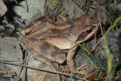 Rana dalmatina