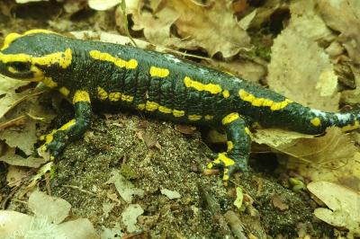 Salamandre tachetée 