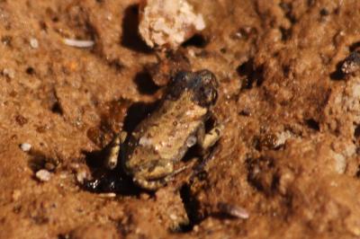 Crapaud
