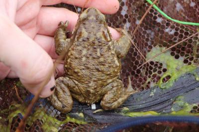 Crapaud épineux 