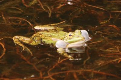 Grenouille verte 