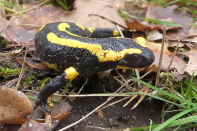Salamandre tachetée 