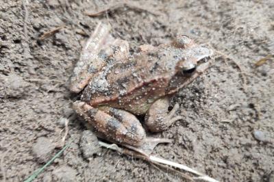 Grenouille agile 