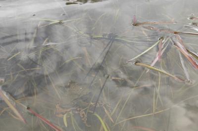 Crapaud