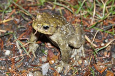 Crapaud commun 