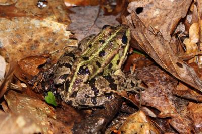 Grenouille verte 