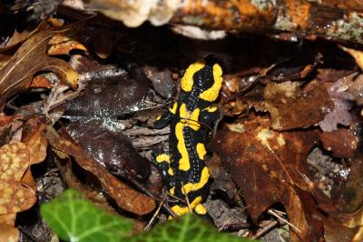 Salamandre tachetée 