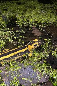 Salamandre tachetée 