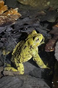 Crapaud commun 