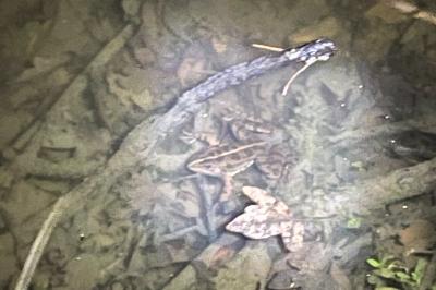 Pelophylax kl. esculentus