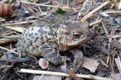 Crapaud commun 