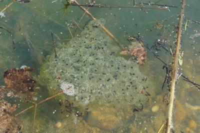 Grenouille agile 