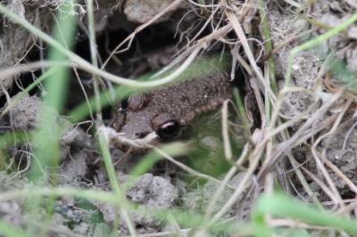 Grenouille agile 