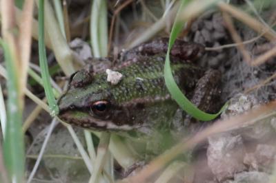 Grenouille verte 