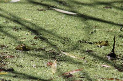 Grenouille verte 