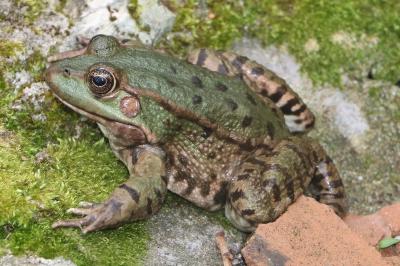 Grenouille rieuse 