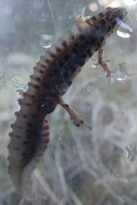 Triton ponctué 
