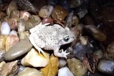 Alytidae