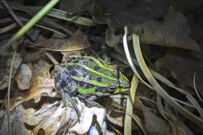 Pelophylax kl. esculentus