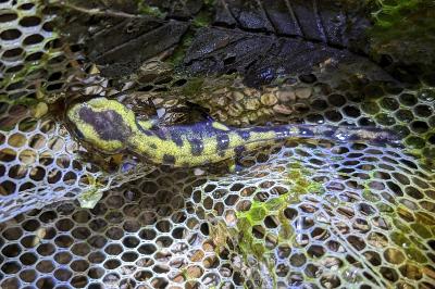 Salamandre tachetée 