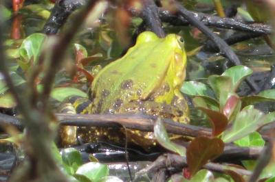 Grenouille de Lessona 