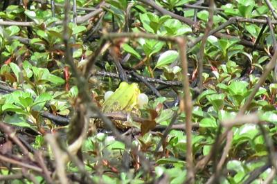 Grenouille de Lessona 