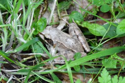 Grenouille agile 