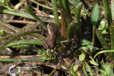 Crapaud
