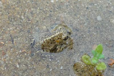 Crapaud calamite 