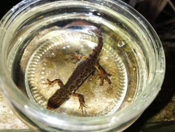 Triton ponctué 
