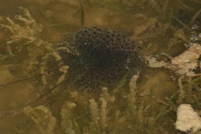 Grenouille agile 