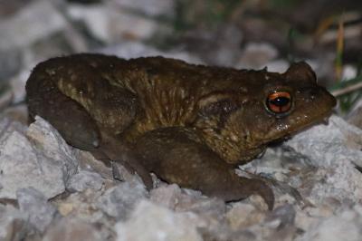 Crapaud