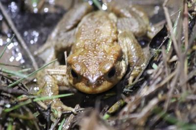 Crapaud