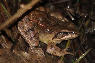 Grenouille agile 