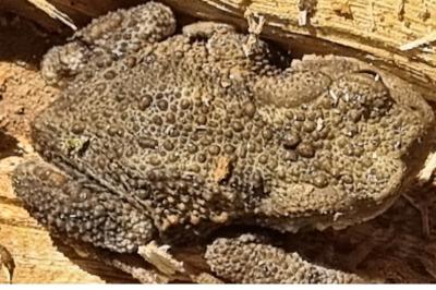 Crapaud commun 