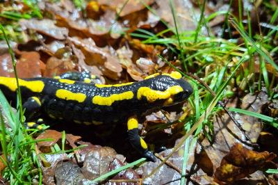 Salamandre tachetée 