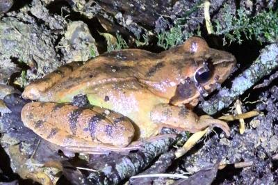 Grenouille agile 