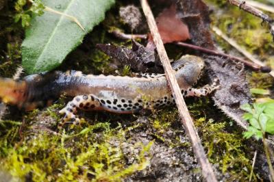 Triton alpestre 