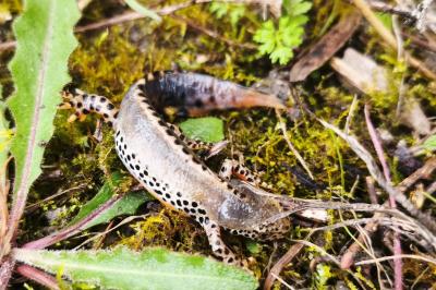 Ichthyosaura alpestris