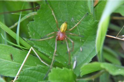 <i>Cheiracanthium punctorium</i>
